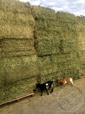 modern-farmhouse-5-97 modern-farmhouse-5-97