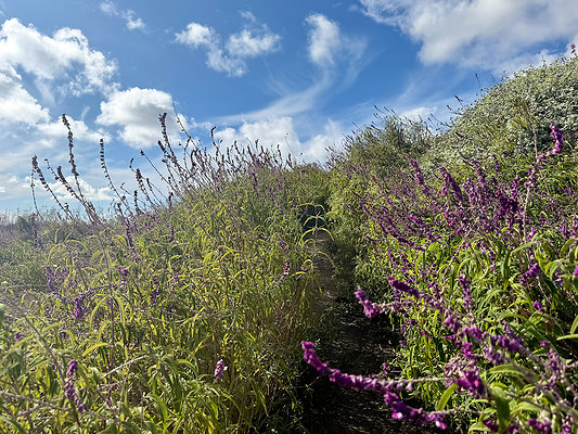 MMG - Nov 2025 - VER71