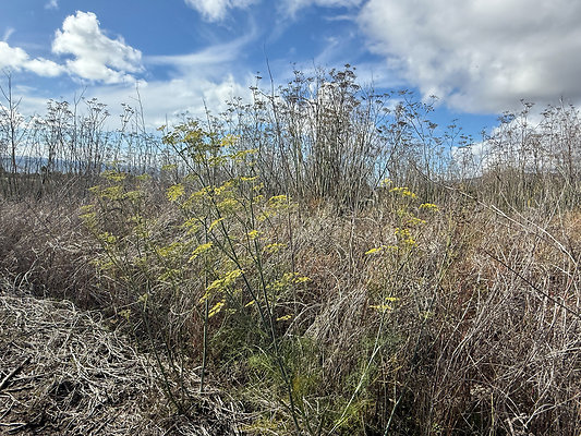 MMG - Nov 2025 - Path 05